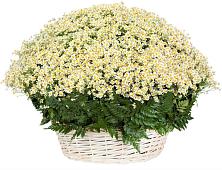 Цветочная композиция из Ромашки в корзине #REPLACE_PRED# Инатьевский